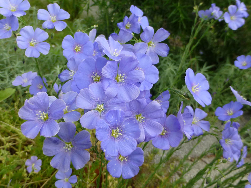 Linum perenne photo
